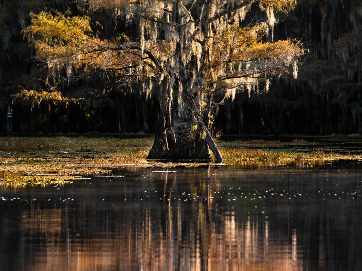 Caddo Lake, Texas